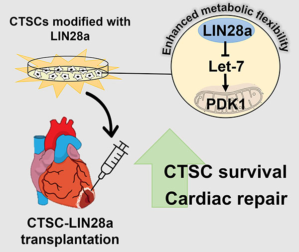 LIN28 protein