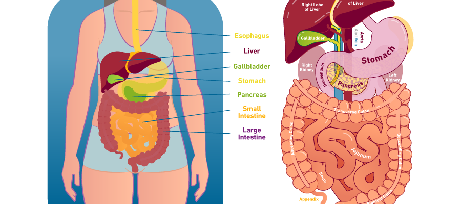 Your Digestive System Digestive Disease Center Temple Health Your Digestive System Digestive Disease Center Temple Health