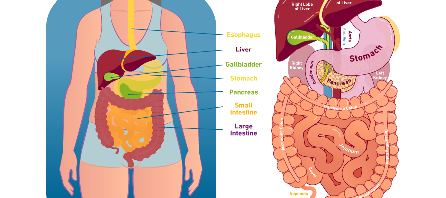 digestive juice secreted by stomach