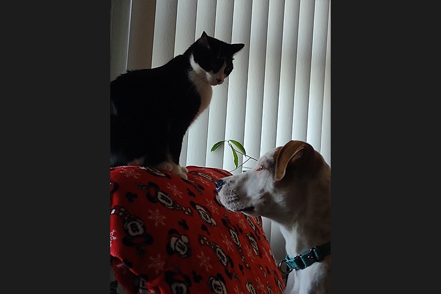 dog and cat