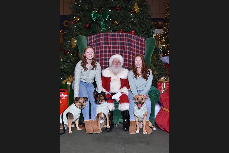 dogs with santa