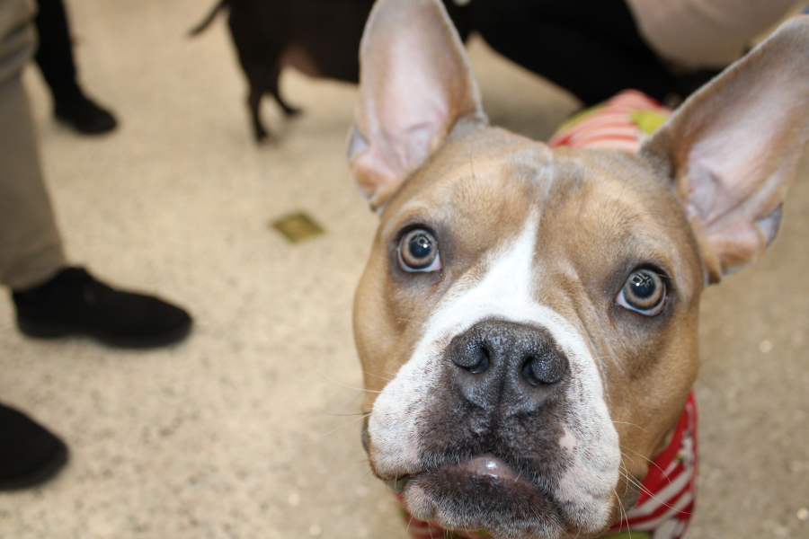 This dog was very interested in the camera—and maybe wanted to eat it!