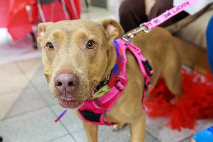 TUH-Main Campus employees loved meeting new furry friends!