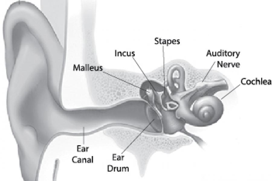Hear system. Inner and Outer Parts of your Ear. Base of cochlea of Ear. Auditory impairment это.