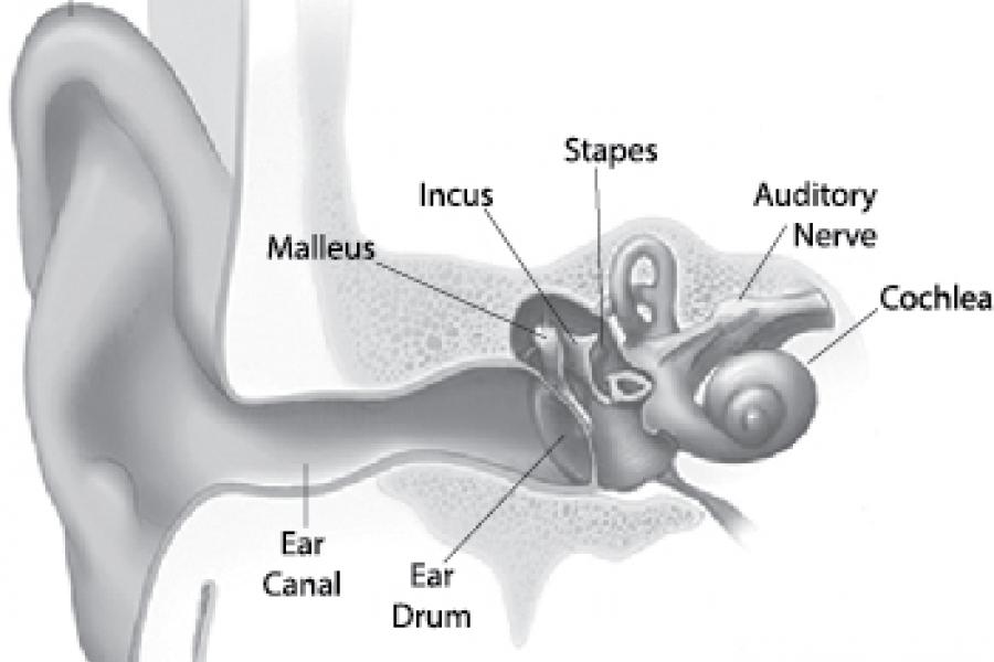 Diagram of inner ear
