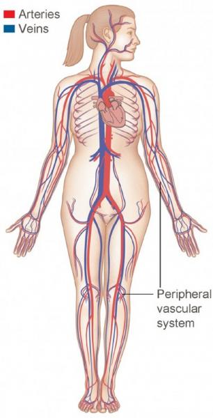 How The Heart Blood Vessels Work Heart Vascular Institute Temple Health