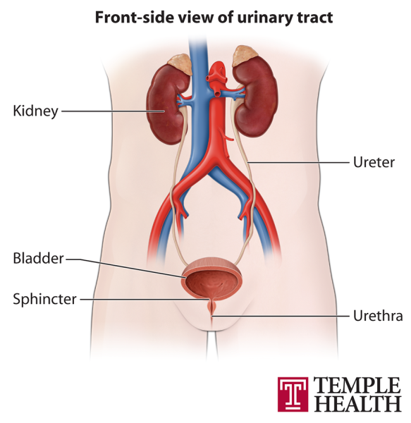 Front side view urinary tract