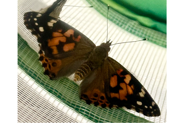 A close-up shot of one of the butterflies pre-release.