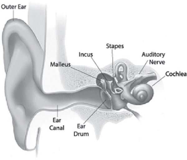 Diagram of inner ear